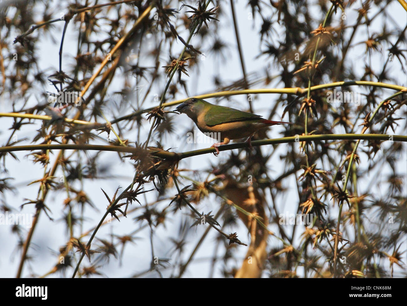Lauchgrne papageiamadine -Fotos und -Bildmaterial in hoher Auflsung   Alamy