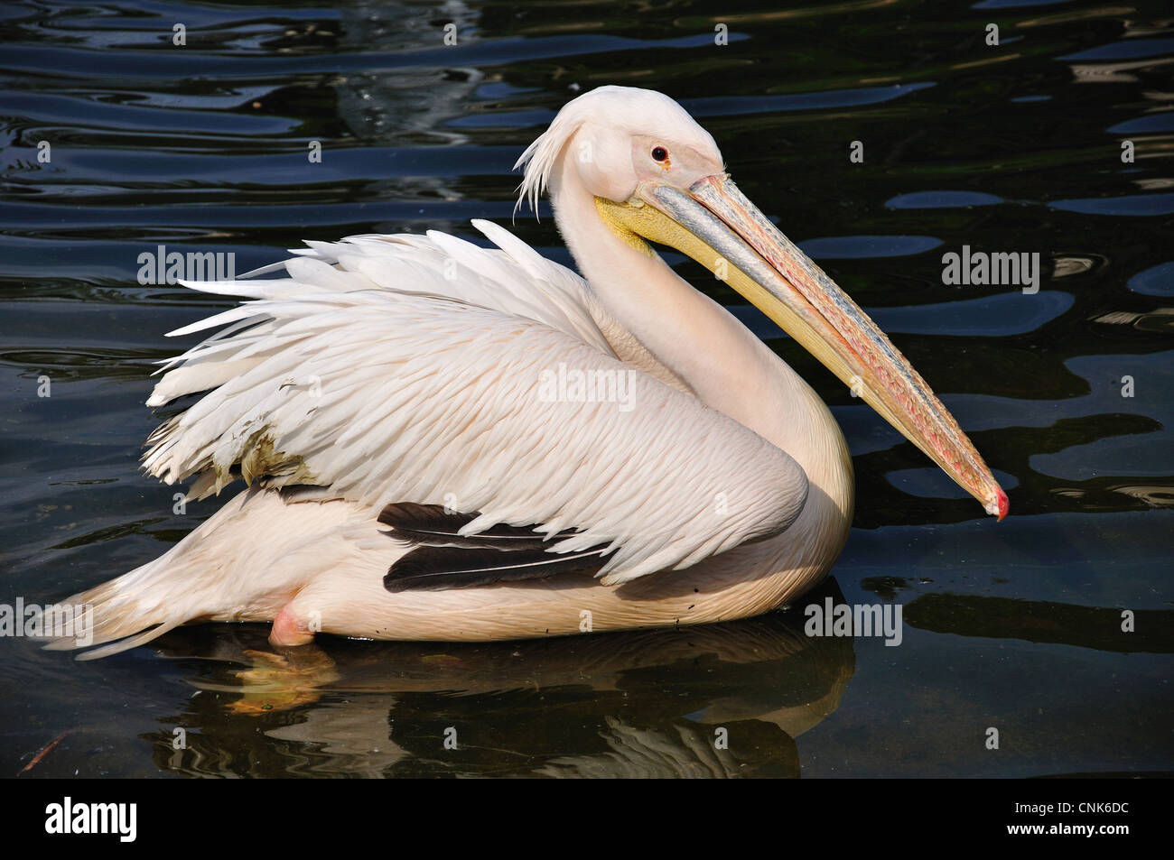 Amerikanischen weißen Pelikan im Montecasino Bird Gardens, Fourways, Sandton, Johannesburg, Provinz Gauteng, Südafrika Stockfoto