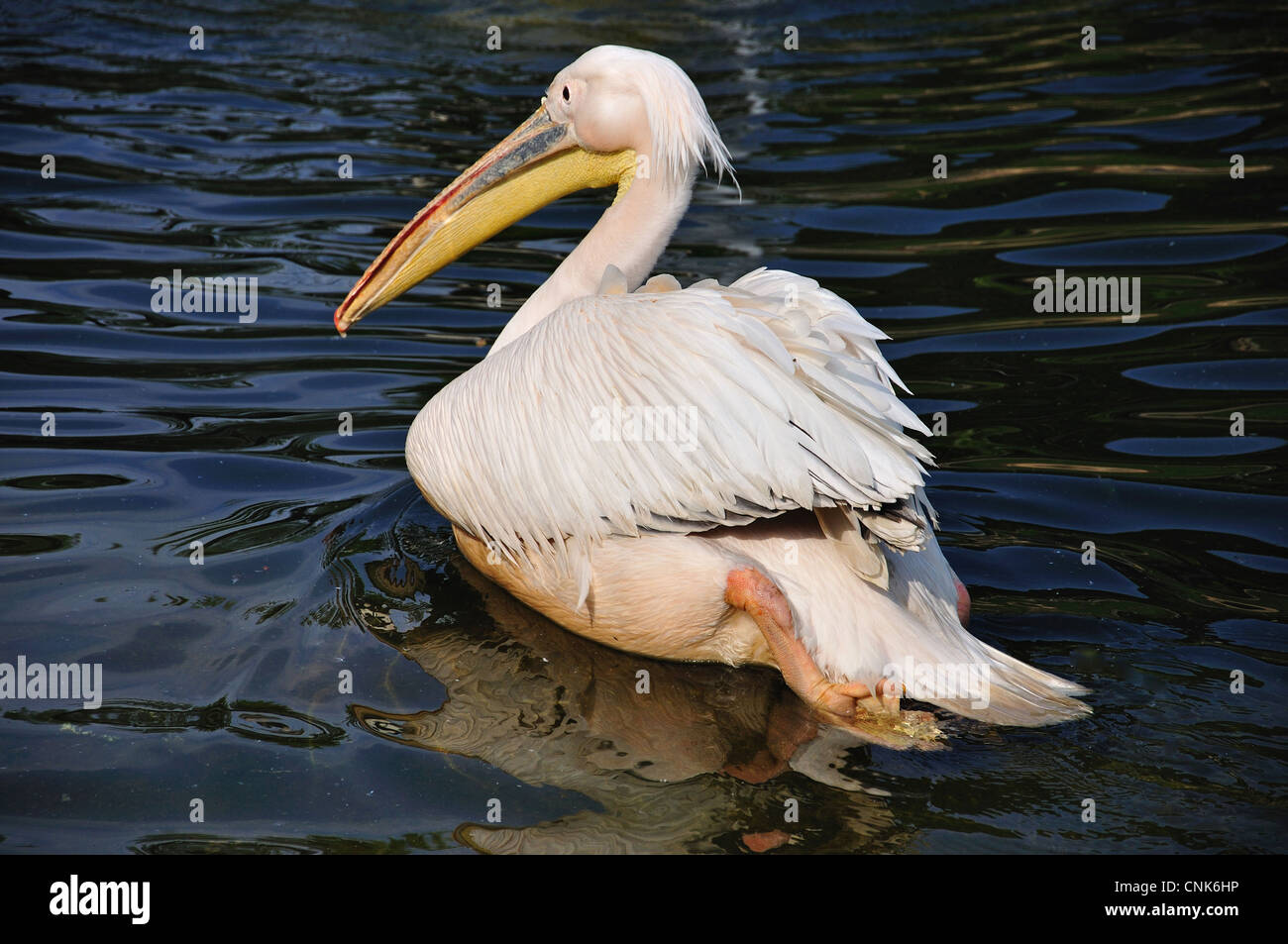 Amerikanischen weißen Pelikan im Montecasino Bird Gardens, Fourways, Sandton, Johannesburg, Provinz Gauteng, Südafrika Stockfoto