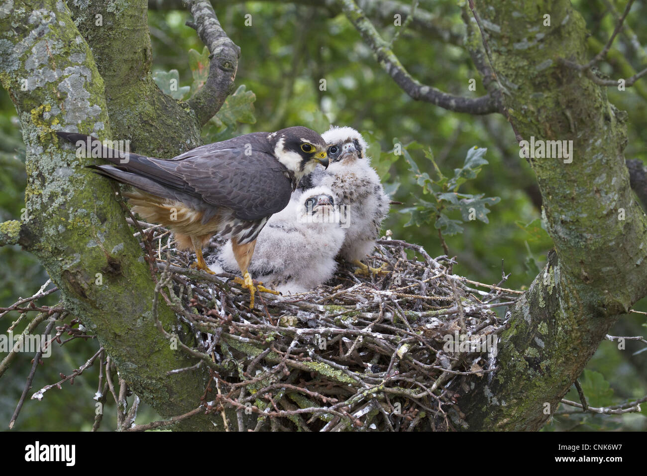 Eurasian Hobby Falco Subbuteo Erwachsenen weiblichen Küken nisten Verschachtelung alte Krähe Nest Eiche Quercus SP. Baum Shropshire England august Stockfoto