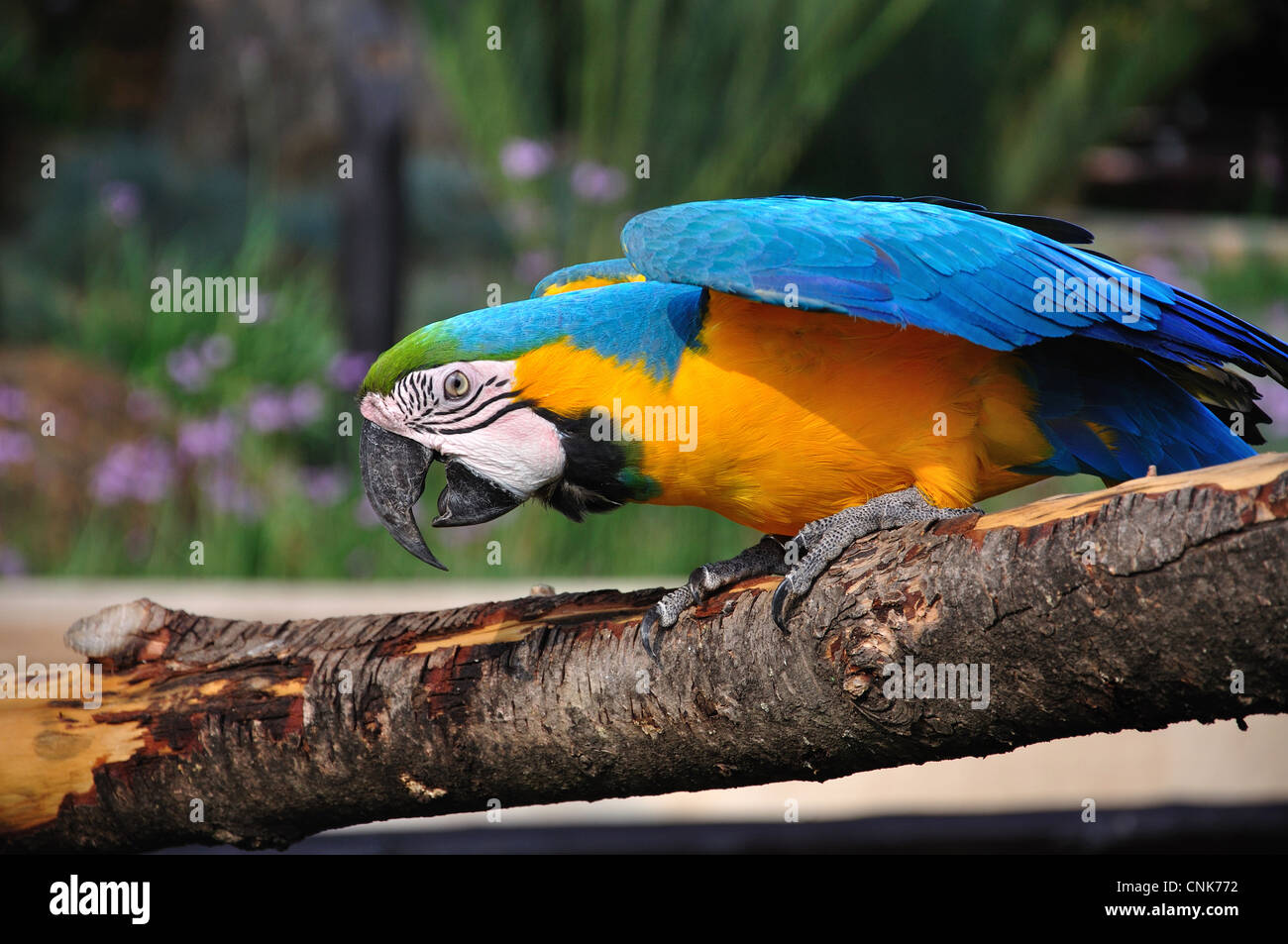 Blau und Gold ARA in Montecasino Bird Gardens, Fourways, Sandton, Johannesburg, Provinz Gauteng, Südafrika Stockfoto