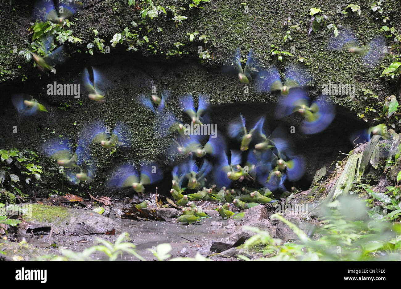 Kobalt-winged Sittich (Brotogeris Cyanoptera) Herde auf der Flucht vor der Salzlecke, verschwommen Bewegung, Yasuni N.P., Amazonas, Ecuador Stockfoto