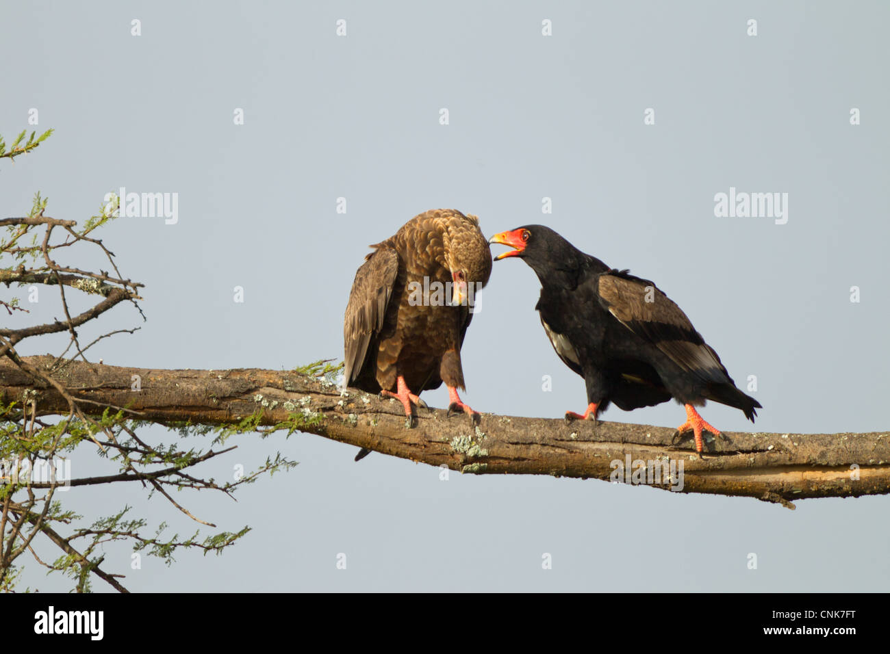 Bataleur Eagle Eltern Pflege Juvenile, Lake Ndutu Conservation Area, Tansania Stockfoto