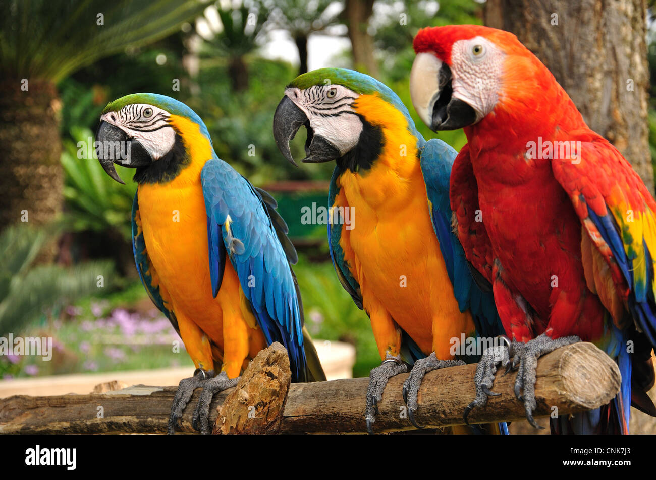 Blau und Gold Aras im Montecasino Bird Gardens, Fourways, Sandton, Johannesburg, Gauteng Provinz, Republik Südafrika Stockfoto