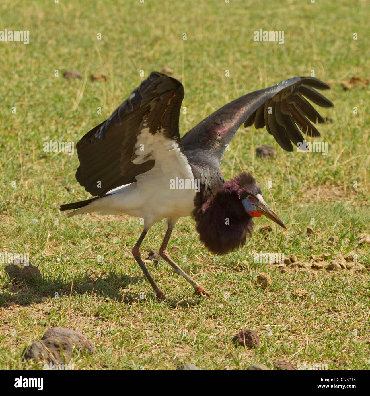 Die Abdim Storch Landung Stockfoto