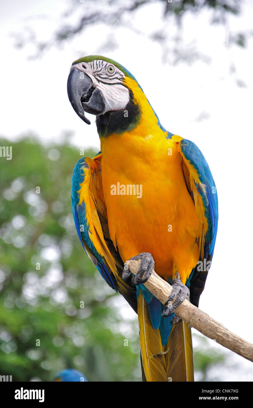 Blau und Gold ARA in Montecasino Bird Gardens, Fourways, Sandton, Johannesburg, Provinz Gauteng, Südafrika Stockfoto