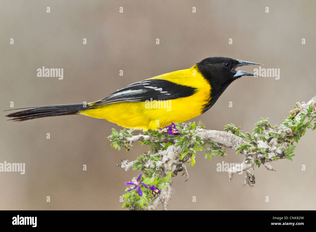 Nordamerika, USA, Texas, Starr Co., thront Audubons Oriole (Ikterus Graduacauda) Erwachsene Stockfoto