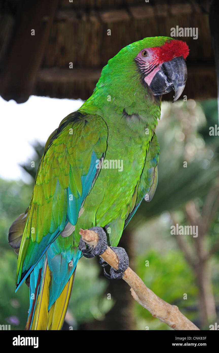 Soldatenara, Montecasino Bird Gardens, Fourways, Sandton, Johannesburg, Provinz Gauteng, Südafrika Stockfoto