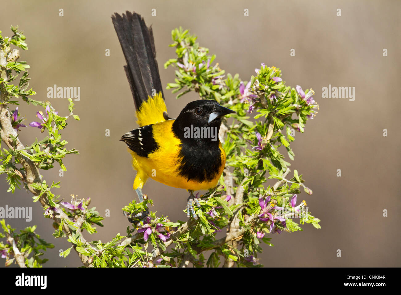 Nordamerika, USA, Texas, Starr Co., thront Audubons Oriole (Ikterus Graduacauda) Erwachsene Stockfoto
