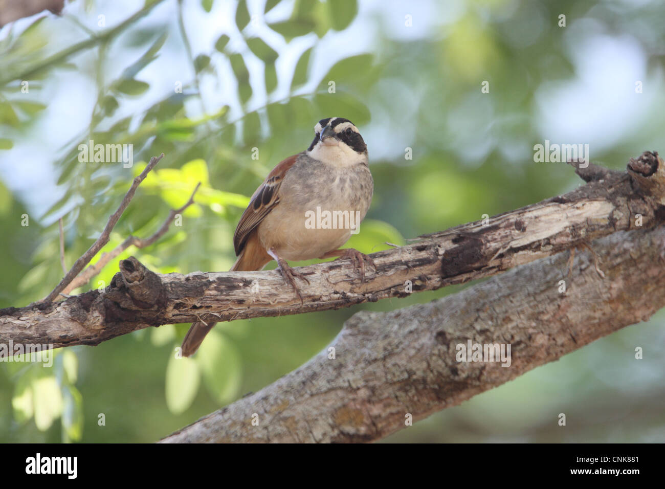 Unter der Leitung von Streifen Sparrow (Peucaea Ruficauda) Erwachsene, thront auf Zweig, Costa Rica, Februar Stockfoto