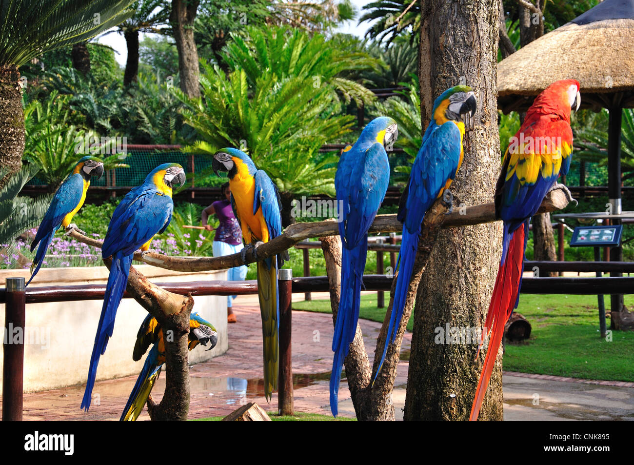 Blau und Gold und scharlachrote Aras in Montecasino Bird Gardens, Fourways, Sandton, Johannesburg, Gauteng, Südafrika Stockfoto