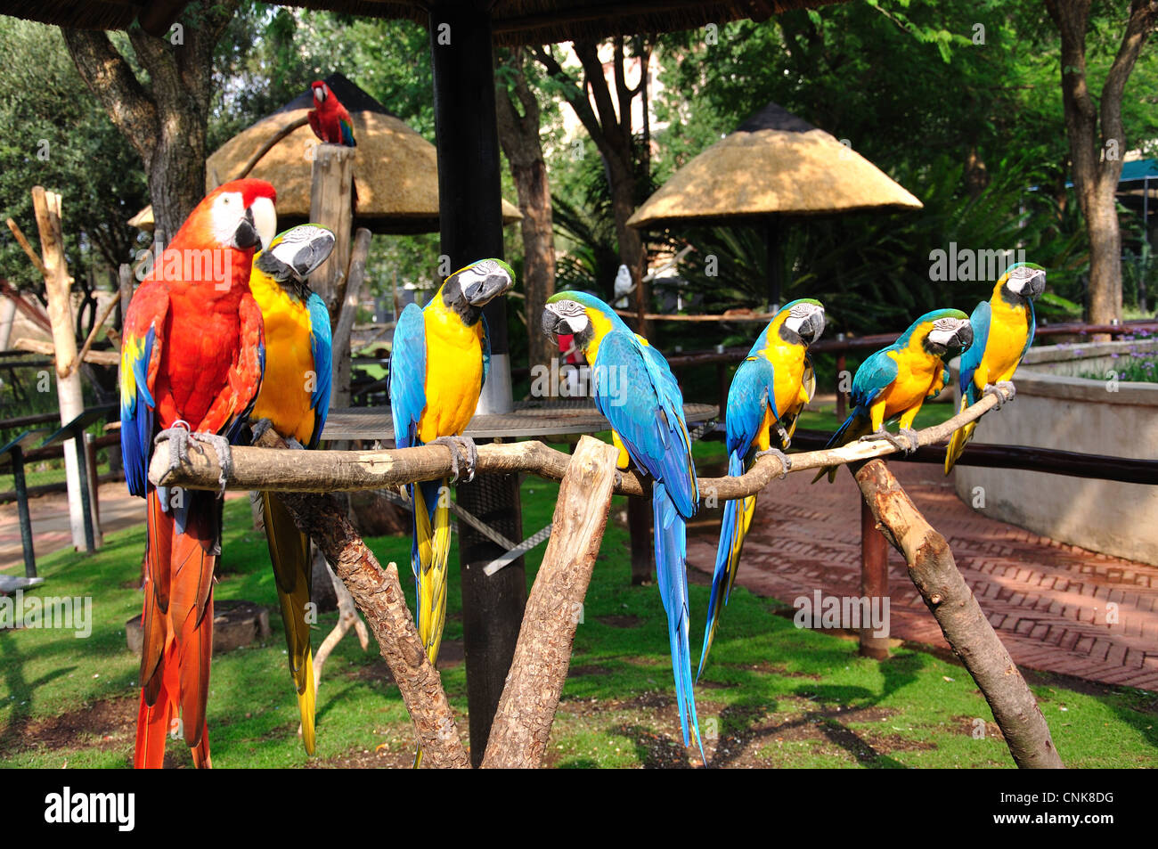 Blau und Gold und scharlachrote Aras in Montecasino Bird Gardens, Fourways, Sandton, Johannesburg, Gauteng, Südafrika Stockfoto