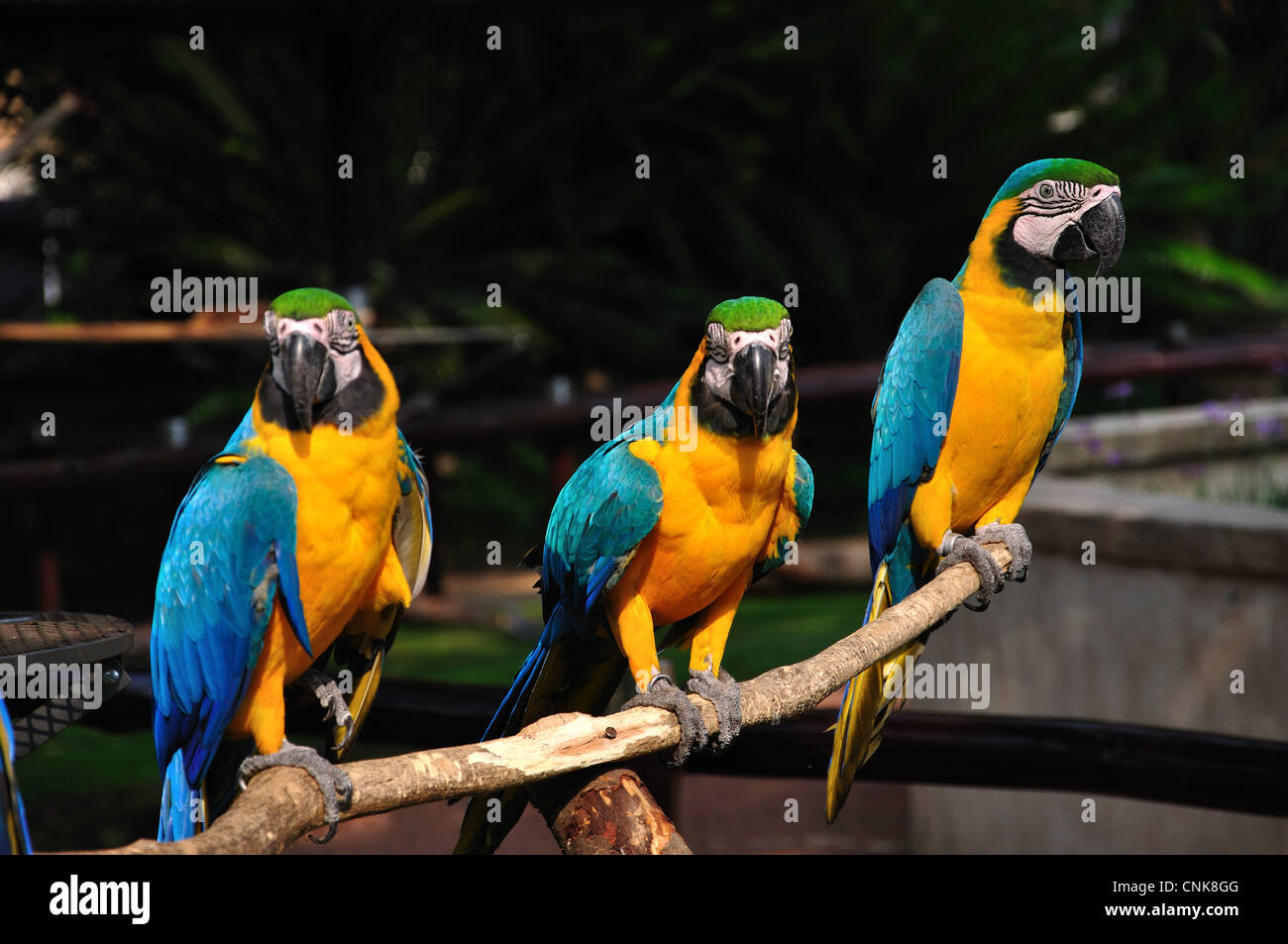 Blau und Gold ARA in Montecasino Bird Gardens, Fourways, Sandton, Johannesburg, Provinz Gauteng, Südafrika Stockfoto