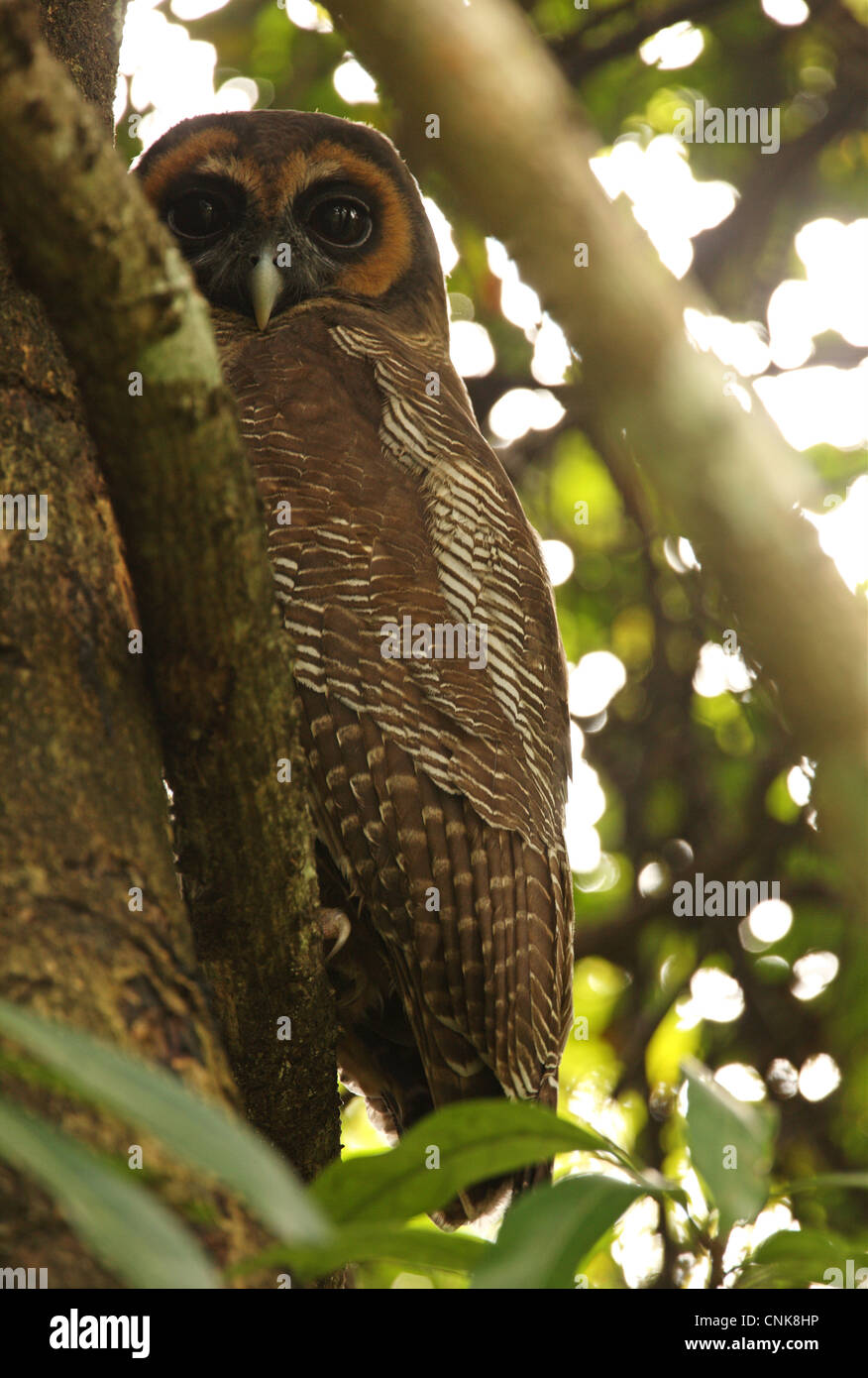 Braune Holz-Eule (Strix Leptogrammica Ochrogenys) endemische Rasse, Erwachsene, gehockt Filiale an der tagsüber Roost, Sri Lanka, Dezember Stockfoto