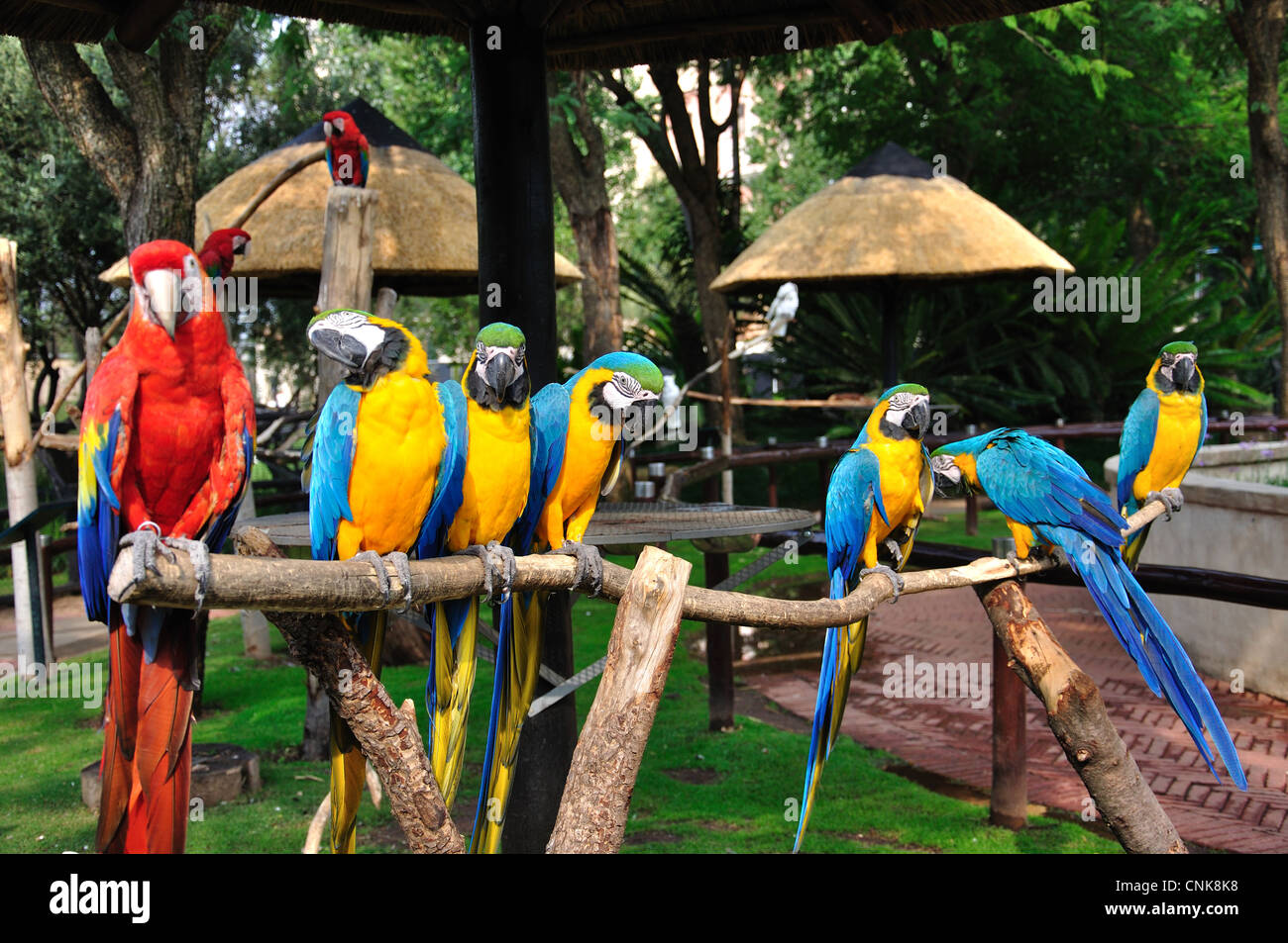 Blau und Gold und scharlachrote Aras in Montecasino Bird Gardens, Fourways, Sandton, Johannesburg, Gauteng, Südafrika Stockfoto