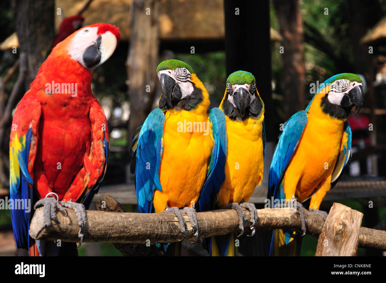 Blau und Gold und scharlachrote Aras in Montecasino Bird Gardens, Fourways, Sandton, Johannesburg, Gauteng, Südafrika Stockfoto