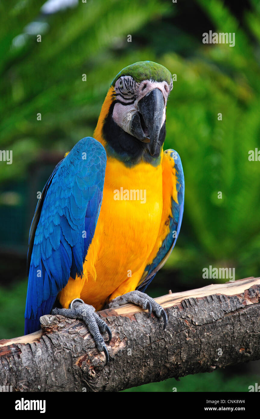 Blau und Gold ARA in Montecasino Bird Gardens, Fourways, Sandton, Johannesburg, Provinz Gauteng, Südafrika Stockfoto