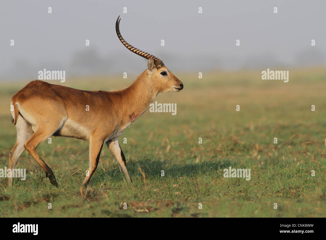 Roten Letschwe (Kobus Leche Leche) Männchen, mit Wunde am Hals, zu Fuß auf dem Rasen im Feuchtgebiet, Chobe N.P., Botswana Stockfoto