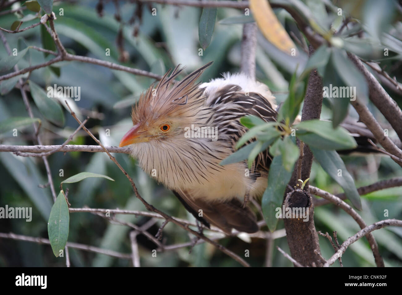 Guira Cuckoo(Guira guira), Montecasino Bird Gardens, Fourways, Sandton, Johannesburg, Provinz Gauteng, Südafrika Stockfoto