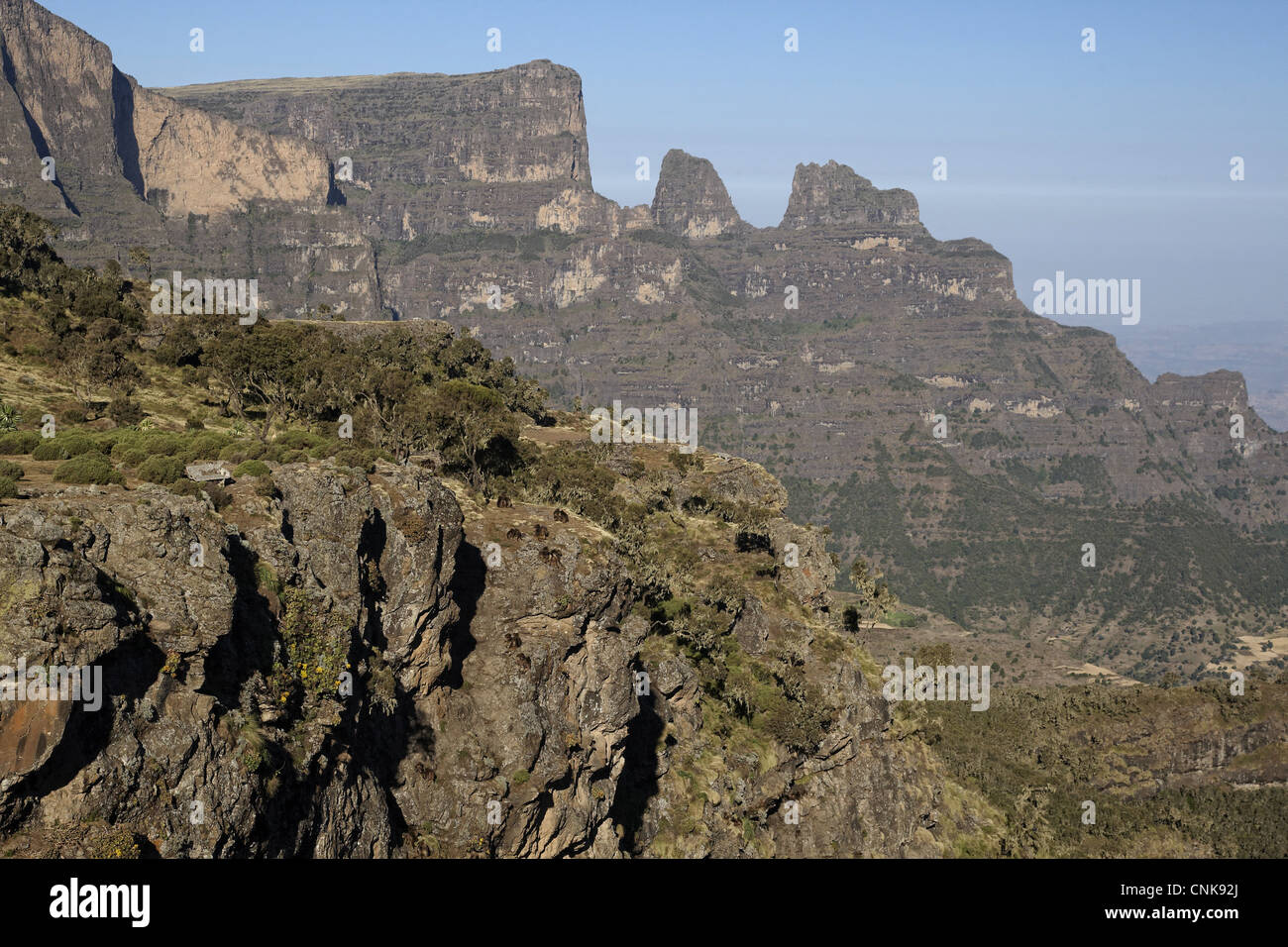 Gelada (Theropithecus Gelada) Truppe, auf Felsen in Gebirgs-Lebensraum, Simien Mountains, Äthiopien Stockfoto