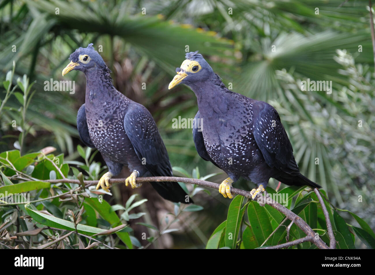 Rameron Tauben, Montecasino Bird Gardens, Fourways, Sandton, Johannesburg, Provinz Gauteng, Südafrika Stockfoto