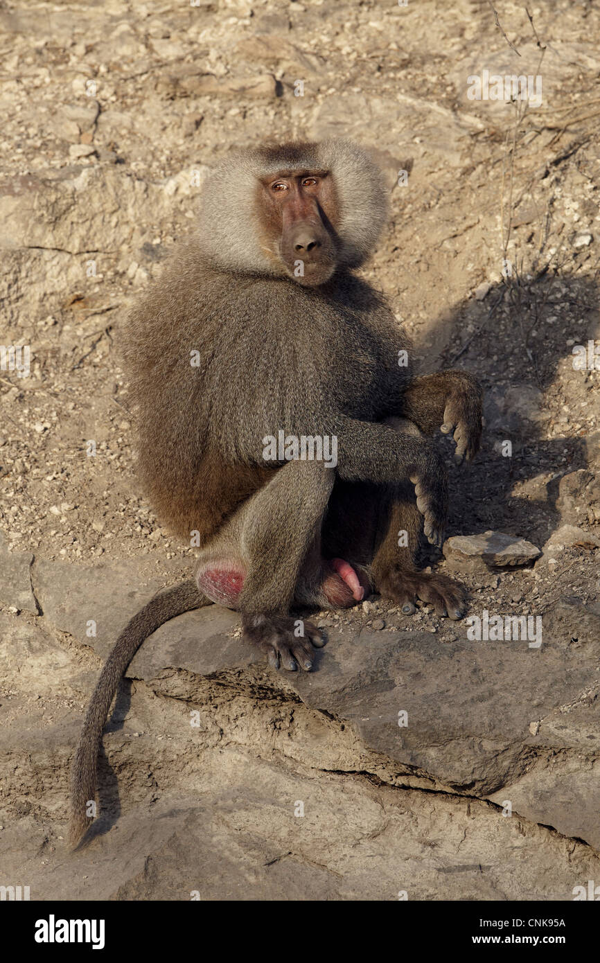 Hamadryas Pavian (Papio Hamadryas) Männchen sitzt auf Felsen, in der Nähe von Bogos Hot Springs, Äthiopien Stockfoto