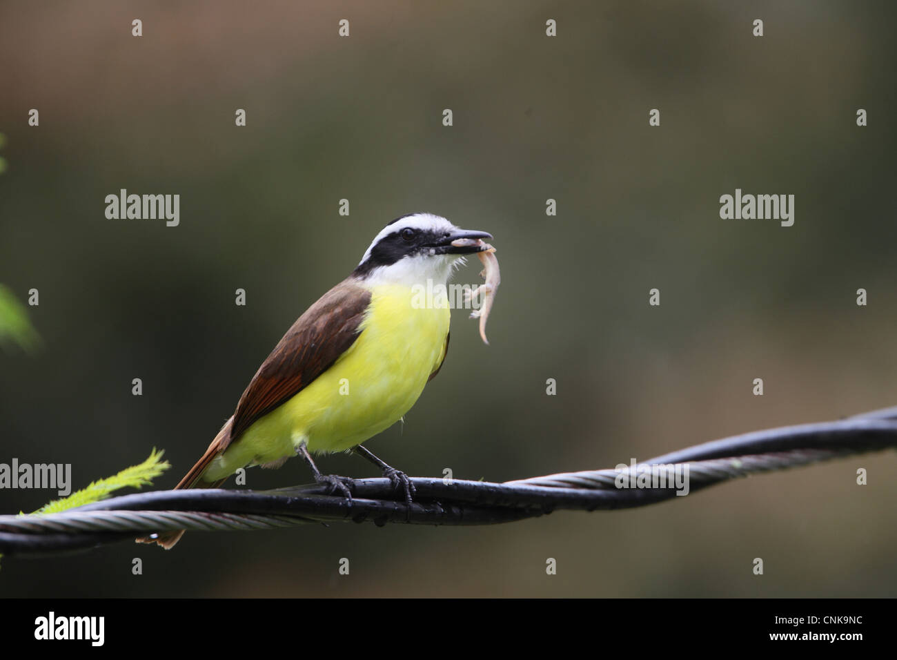 Große Kiskadee (Pitangus Sulphuratus) Erwachsenen, mit Eidechse Beute im Schnabel, thront auf Kabel, Costa Rica, Februar Stockfoto