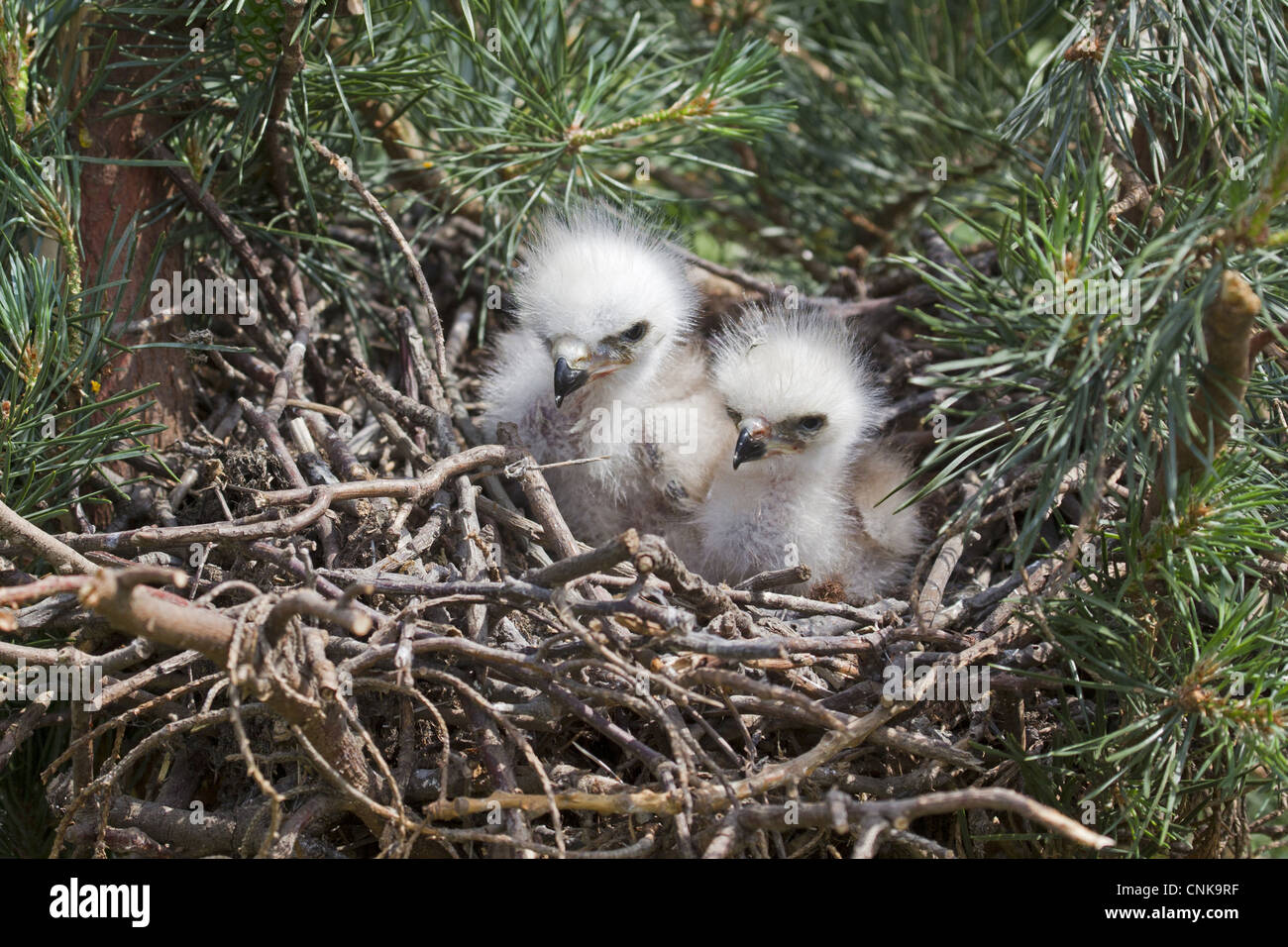 Rotmilan (Milvus Milvus) zwei Küken, sitzen im Nest, Juni (Captive) Stockfoto