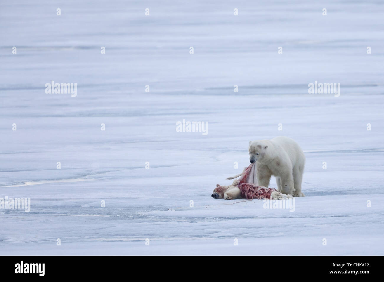 Eisbär (Ursus Maritimus) Erwachsenen, Fütterung, Kannibalismus der jungen, auf Packeis, Spitzbergen, Svalbard, september Stockfoto