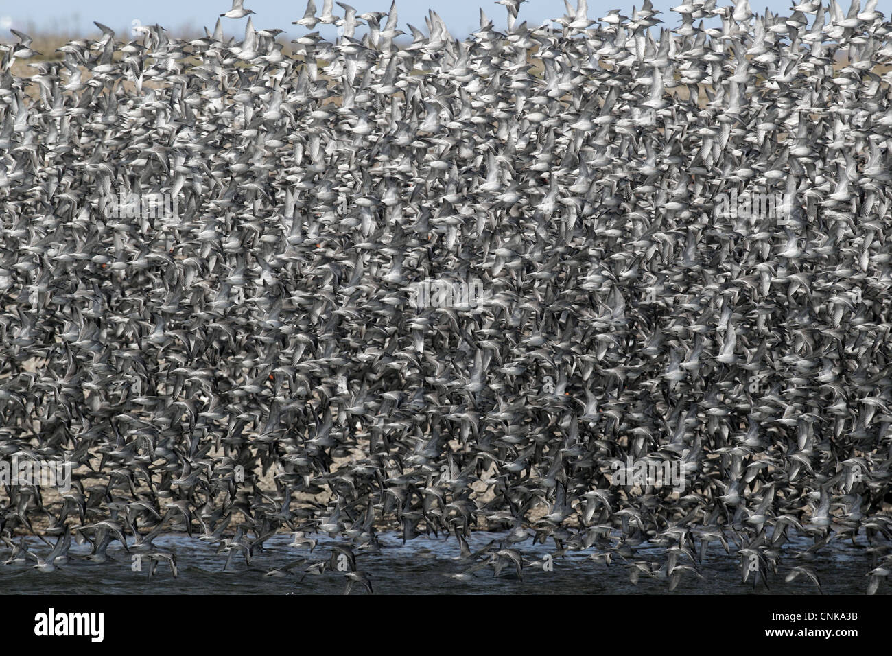 Knoten (Calidris Canutus) Herde, Masse im Flug bei Roost, Snettisham RSPB Reserve, Norfolk, England, März Stockfoto