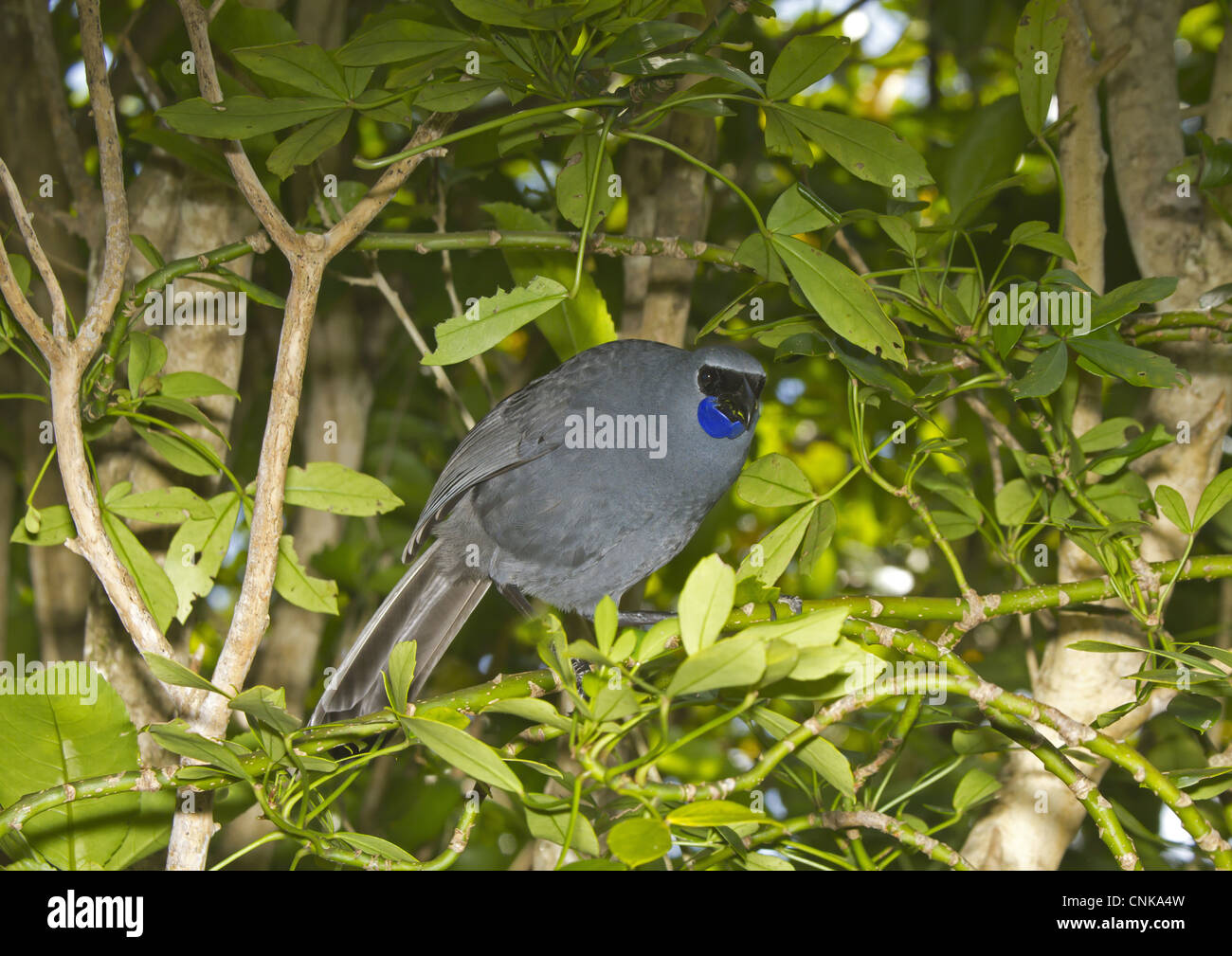 North Island Kokako Callaeas Cinerea Wilsoni Erwachsenen Fütterung verlässt Tiritiri Matangi Island Hauraki Gulf Nordinsel Neuseeland Stockfoto