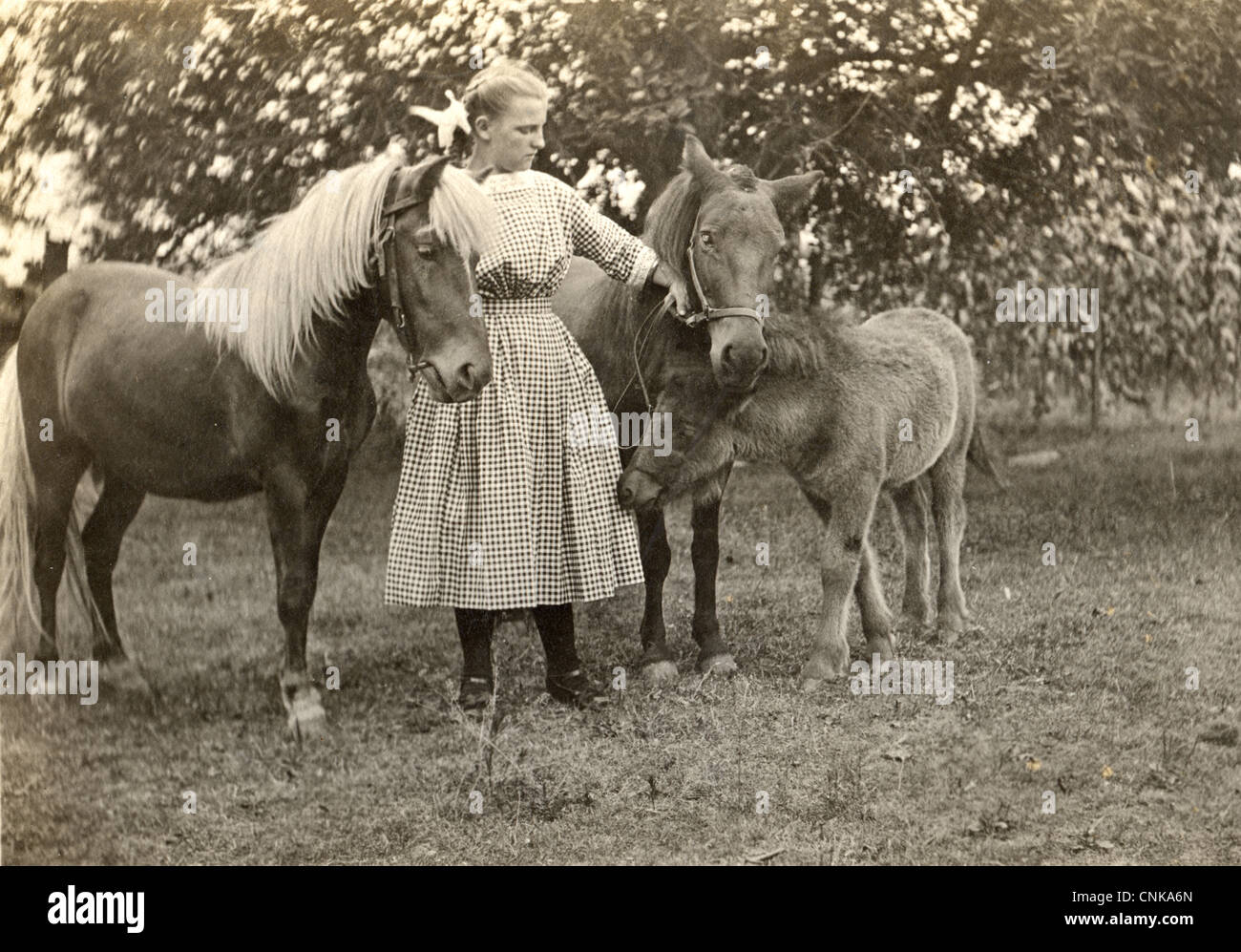 Junges Mädchen mit zwei Ponys & Fohlen Stockfoto