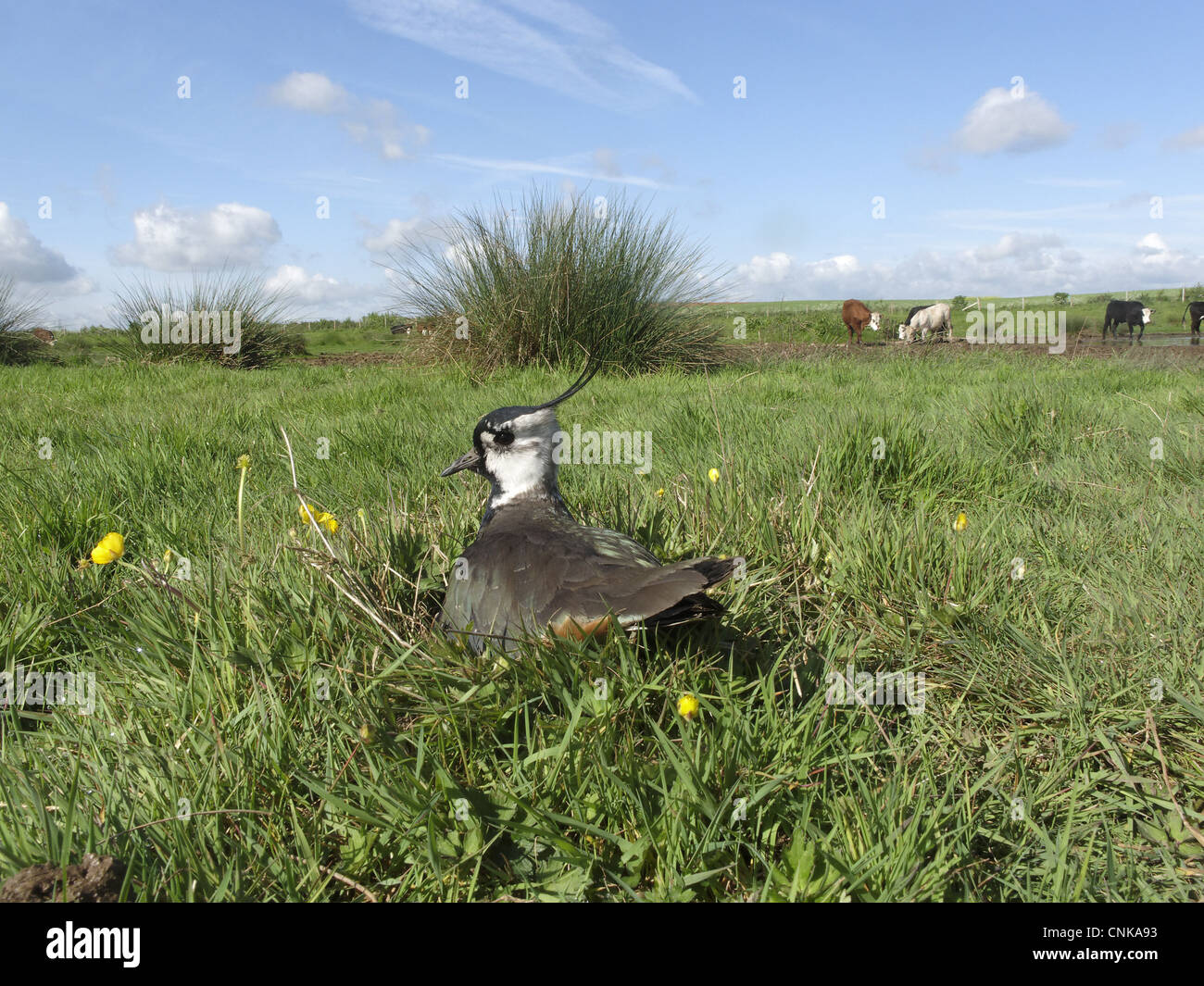 Nördlichen Kiebitz Vanellus Vanellus Erwachsene Sommer Gefieder auf Eiern im Nest auf Weide Lebensraum Rinder Midlands England sitzen kann Stockfoto