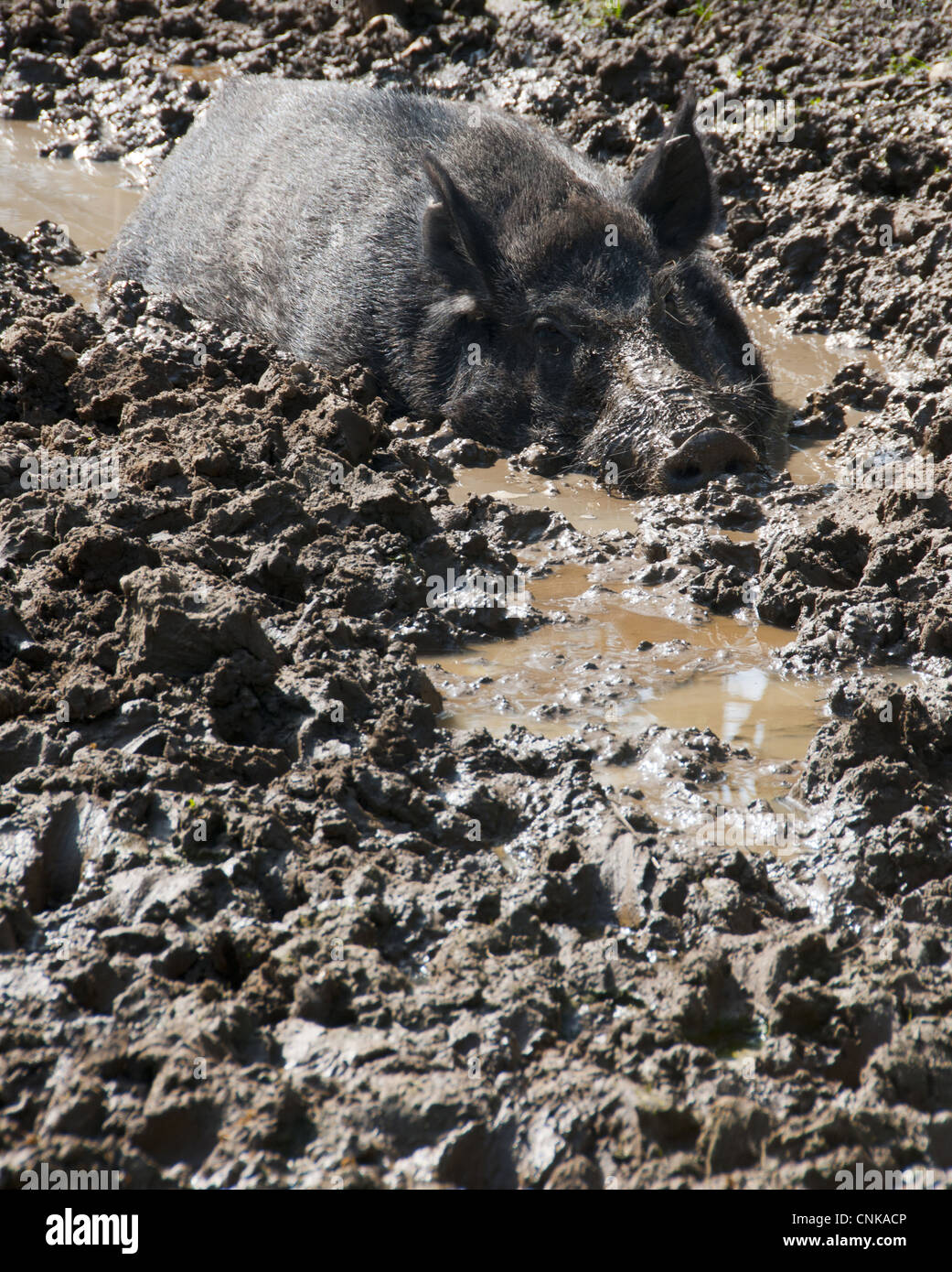 Eurasischen Wildschwein (Sus Scrofa) Sau, suhlen im Schlamm auf Bauernhof, Chipping, Lancashire, England, april Stockfoto
