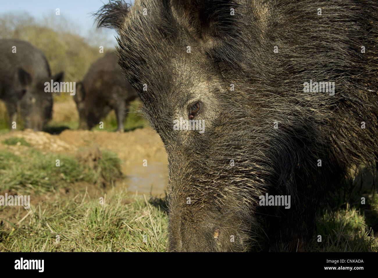 Eurasischen Wildschwein (Sus Scrofa) junge Männer, Nahaufnahme des Kopfes, Wühlen im Schlamm, auf Wild Boar Farm, Devon, England, kann Stockfoto