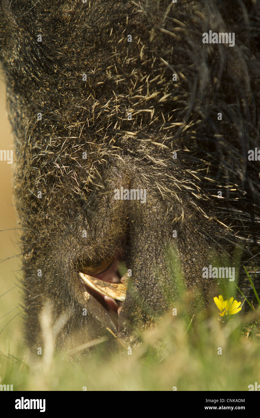 Eurasischen Wildschwein (Sus Scrofa) junger Mann, Fütterung, Nahaufnahme von Schnauze und Stoßzähne auf Wildschwein Bauernhof, Devon, England, kann Stockfoto