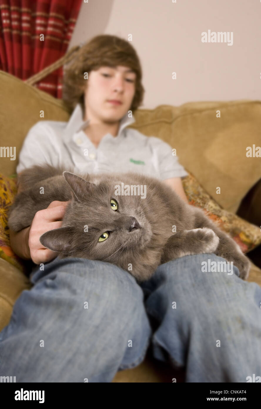 Hauskatze, grau Erwachsener, Verlegung auf Schoß der Teenager auf Sofa, England Stockfoto