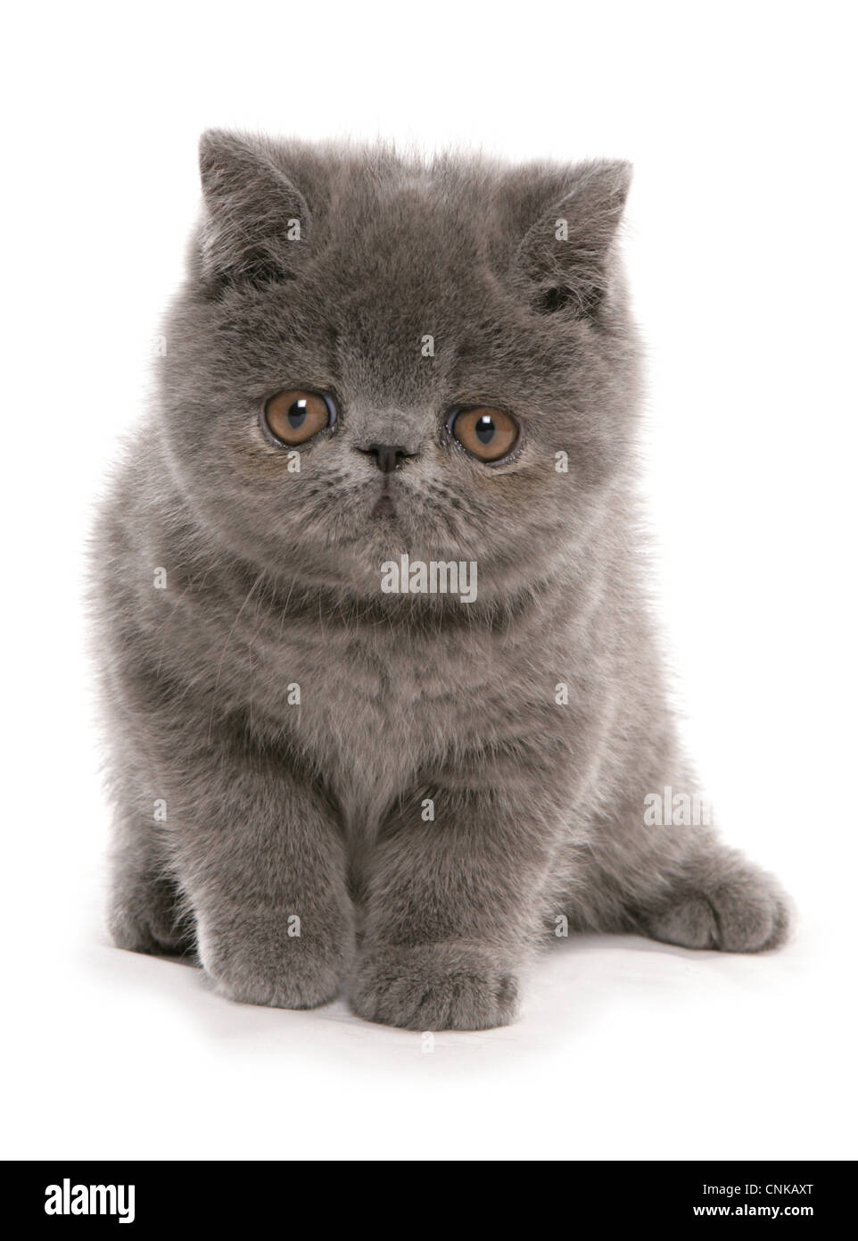 Inländische Katze, exotisch Kurzhaar blau Kätzchen, sitzen Stockfoto