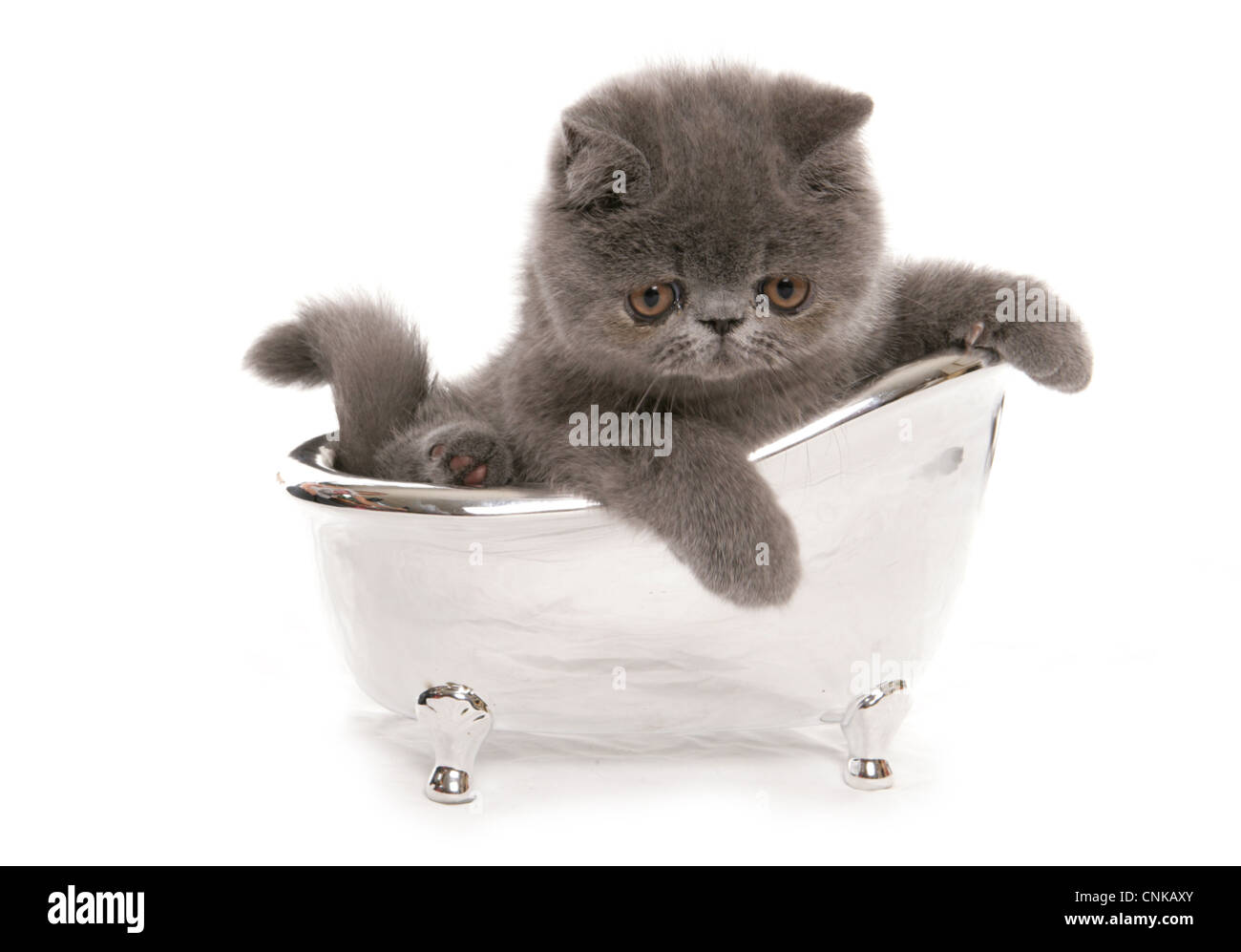 Inländische Katze, exotisch Kurzhaar blau Kätzchen, sitzen in Spielzeug-Bad Stockfoto