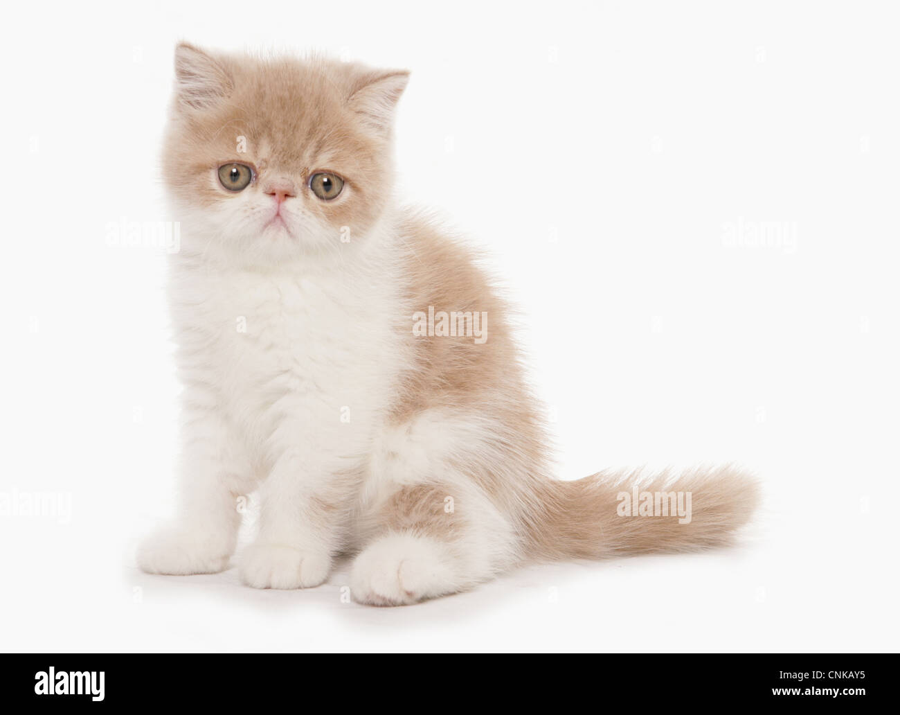 Hauskatze, exotisch Kurzhaar, Creme-weiße Kätzchen, sitzen Stockfoto