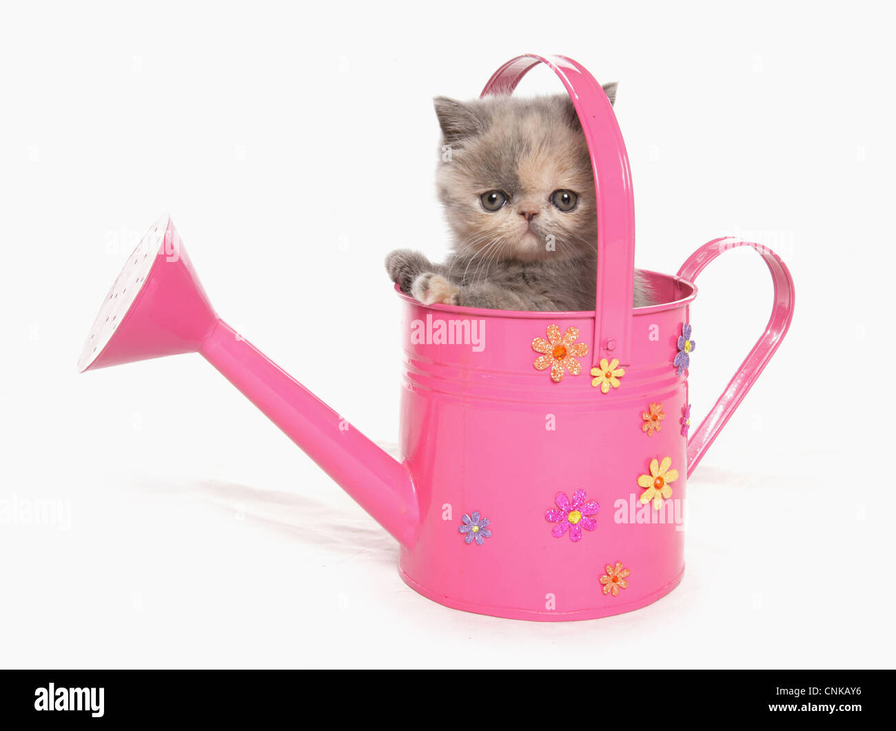 Inländische Katze, exotisch Kurzhaar, Kitten, sitzen in rosa Gießkanne Stockfoto