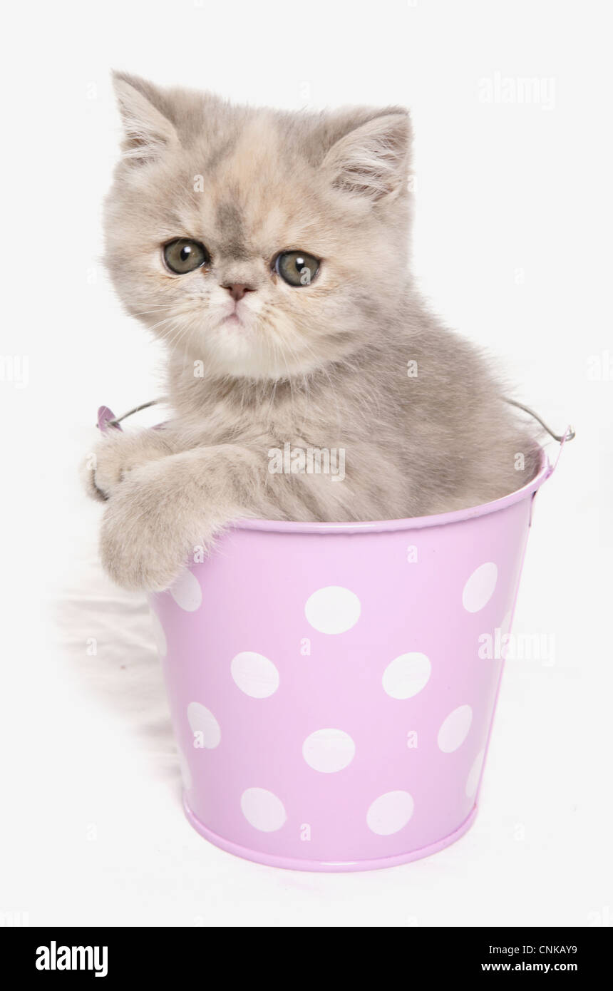Inländische Katze, exotisch Kurzhaar, Kitten, sitzen in rosa Eimer Stockfoto