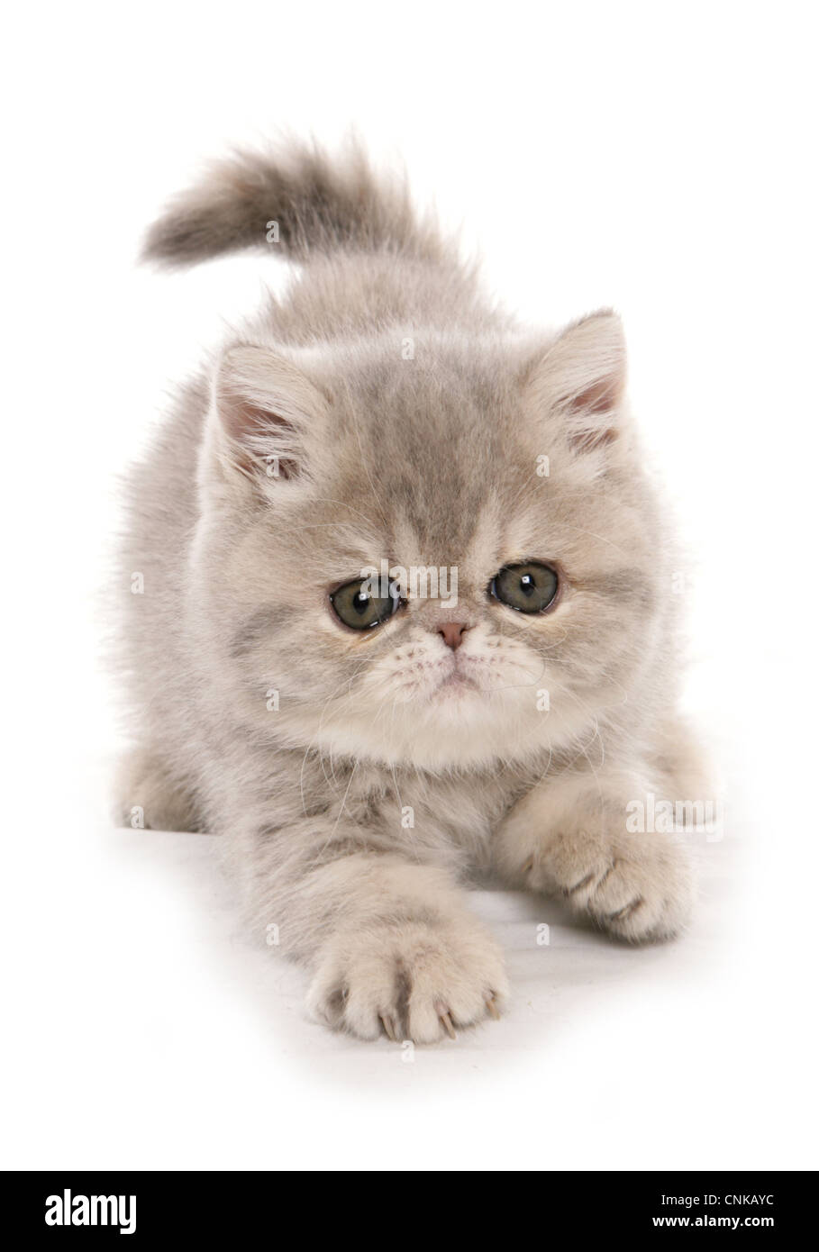 Inländischen Katze, Exotic Shorthair, Kitten, Polsterung Stockfoto