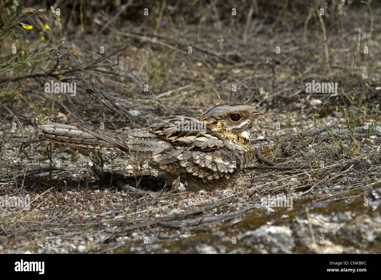 Red-necked Ziegenmelker (Caprimulgus Ruficollis) Erwachsenen sitzen auf Nest, keuchend in Wärme, Extremadura, Spanien, kann Stockfoto