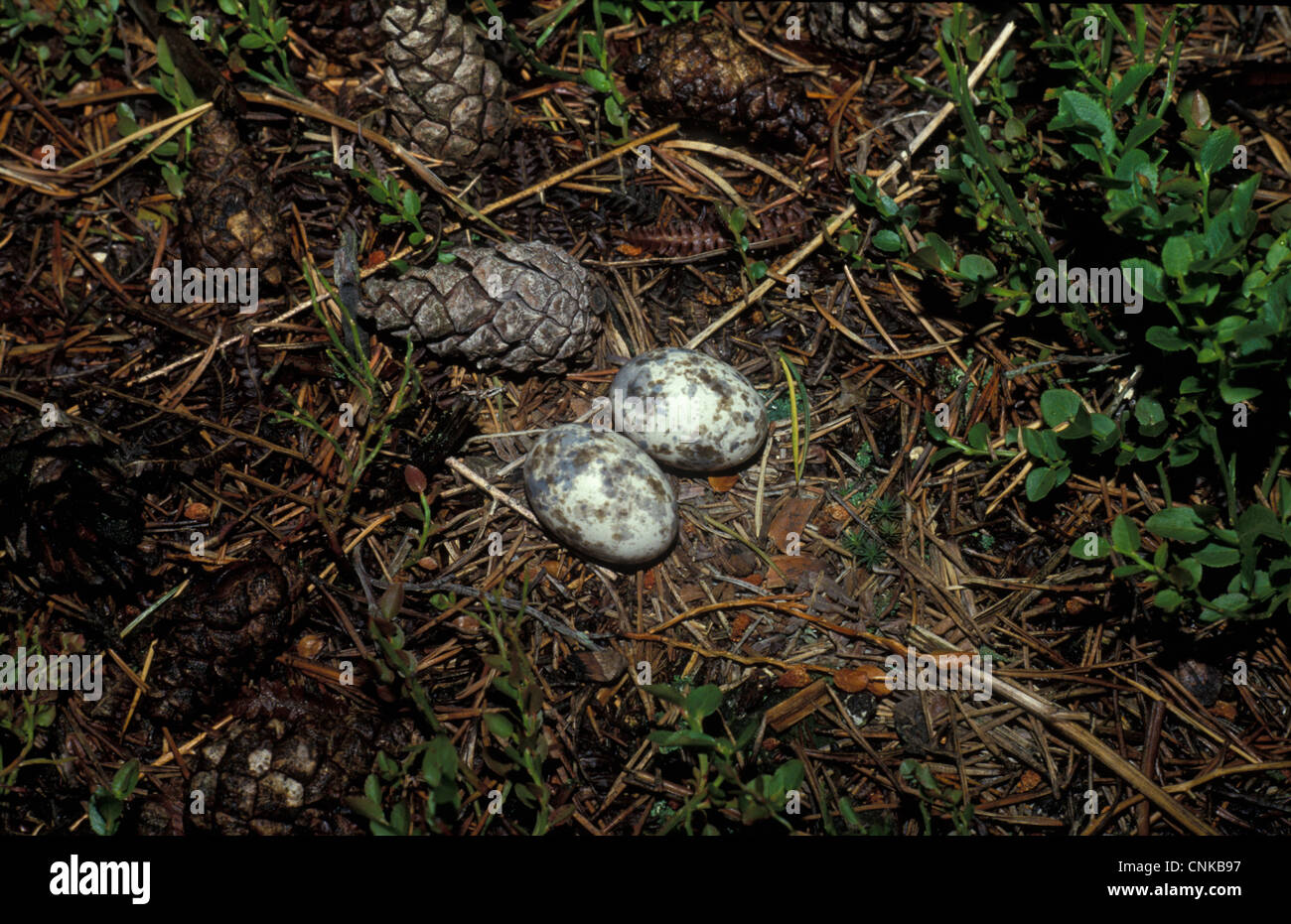 Eurasische Ziegenmelker (Caprimulgus Europaeus) Ei im nest Stockfoto