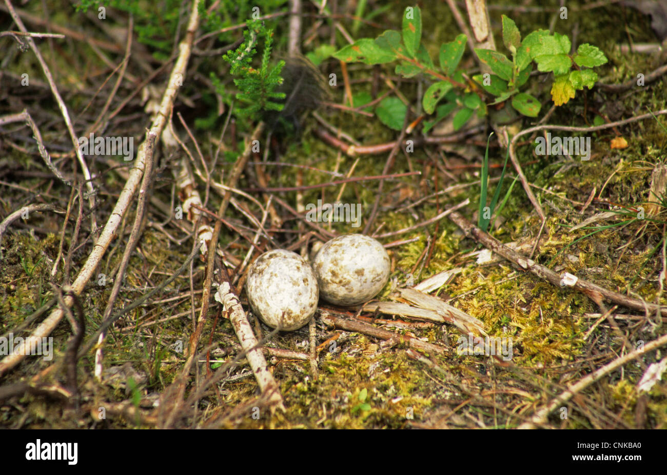 Eurasische Ziegenmelker (Caprimulgus Europaeus) Ei im Nest, Decoy Heide Reserve, Berkshire, England Stockfoto