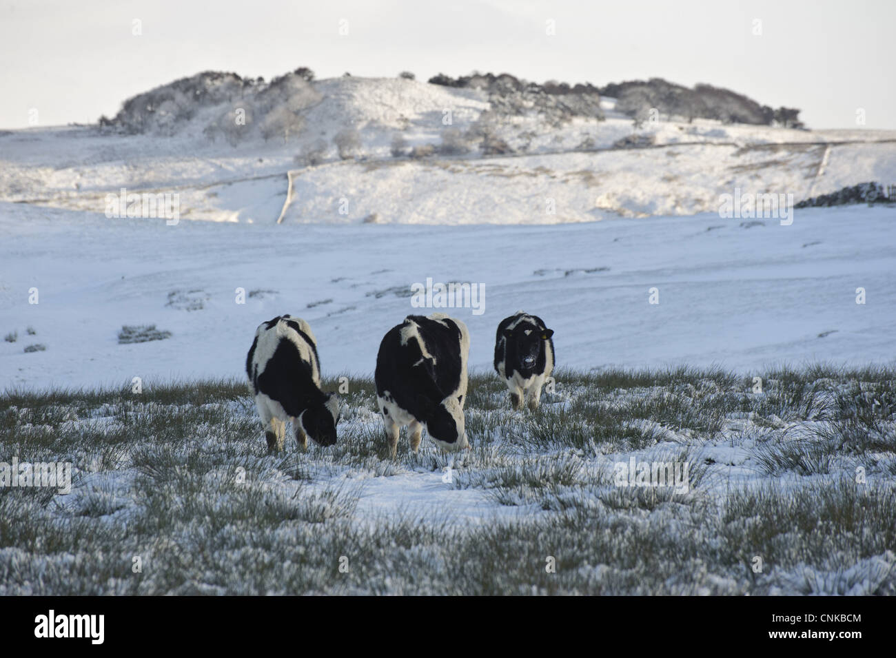 Inländischen Vieh, schwarzen und weißen Molkerei Färsen, Beweidung in Schnee bedeckt Hochland Weide, Whitewell, Lancashire, England, november Stockfoto
