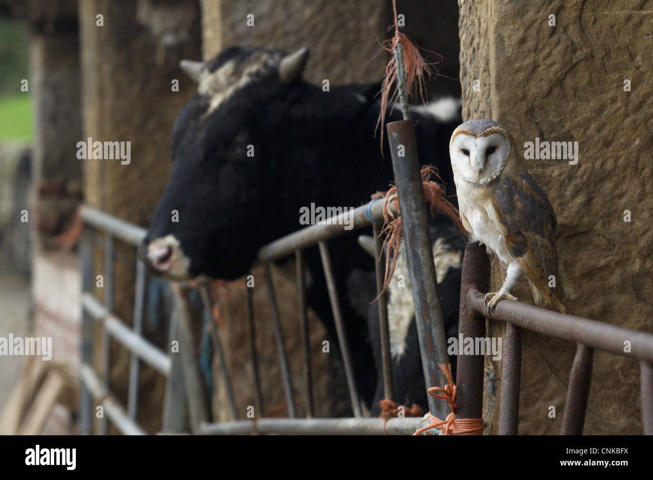 Schleiereule (Tyto Alba) Erwachsenen, thront auf Tor in alten Viehstall, Sheffield, South Yorkshire, England, November (Captive) Stockfoto