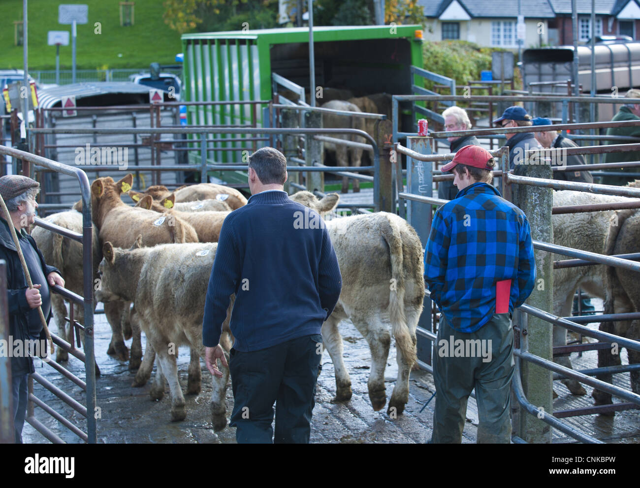 Inländischen Vieh junge Rindfleisch speichern Rinder verladen auf Anhänger von Bauern Markt Arbeitnehmer Viehmarkt Rassen gemischt Stockfoto