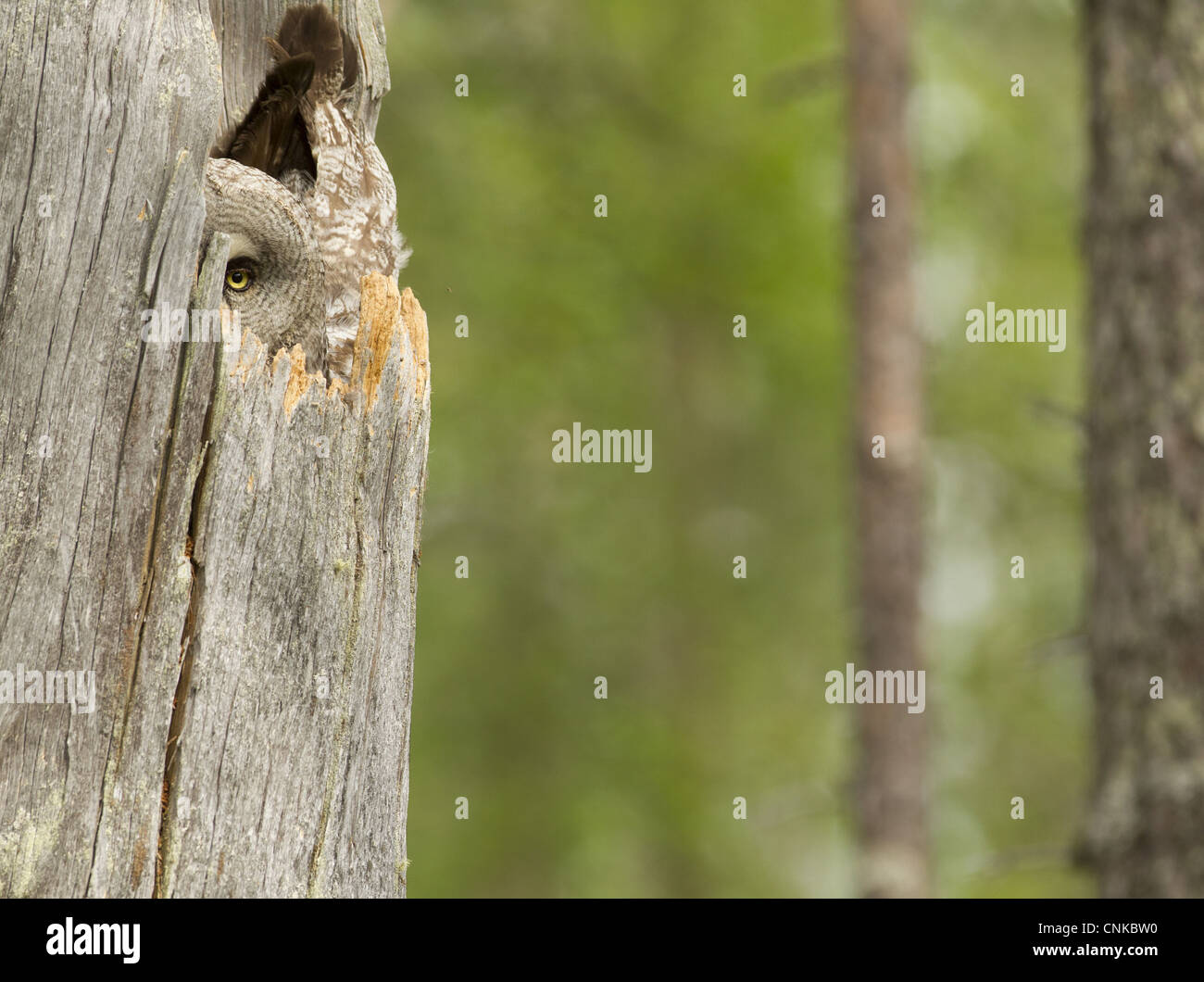 Große graue Eule (Strix Nebulosa) Erwachsenfrau, sitzen im Nest in hohlen Baumstamm, Finnland, Juni Stockfoto